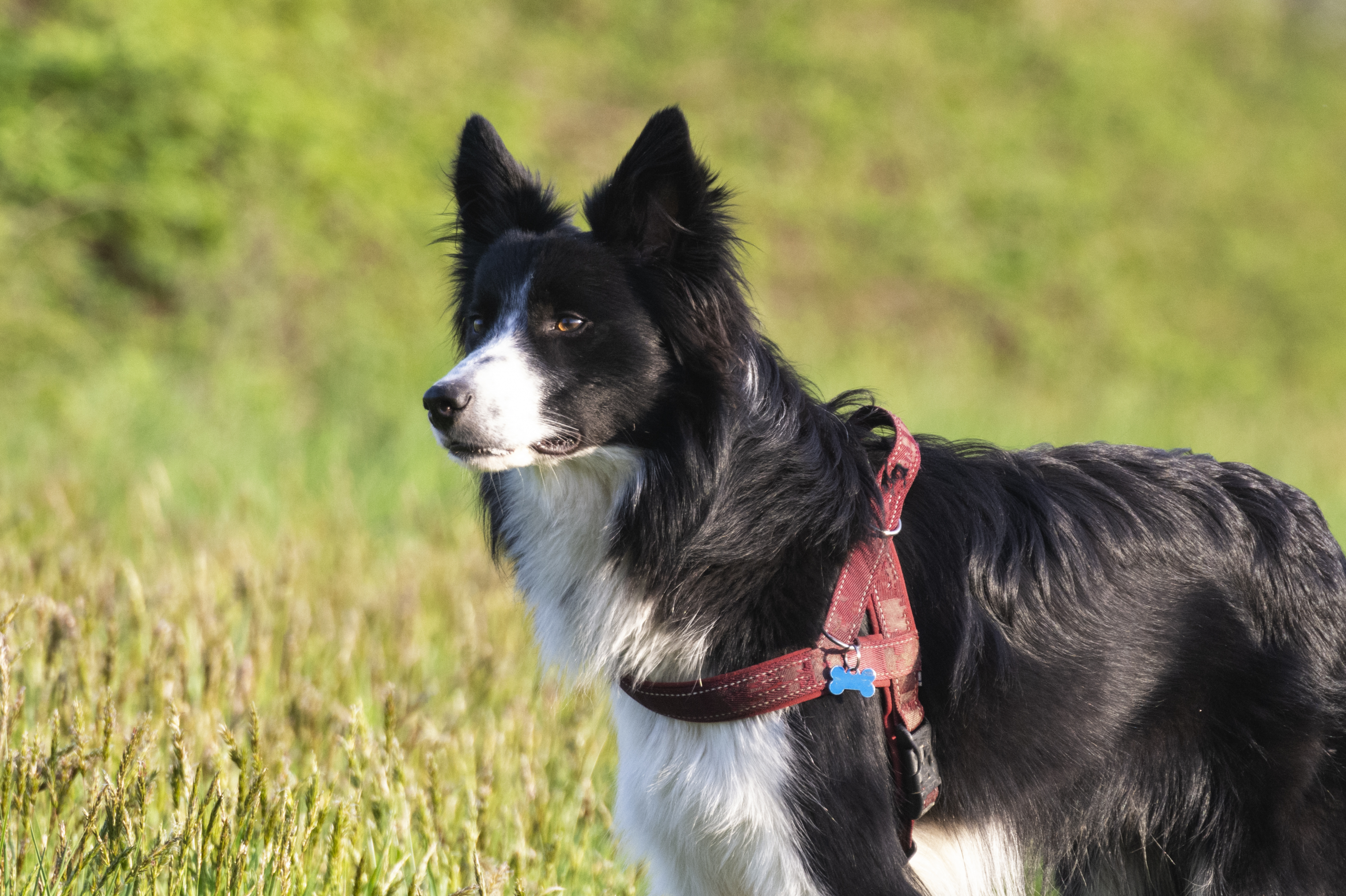 Border collie