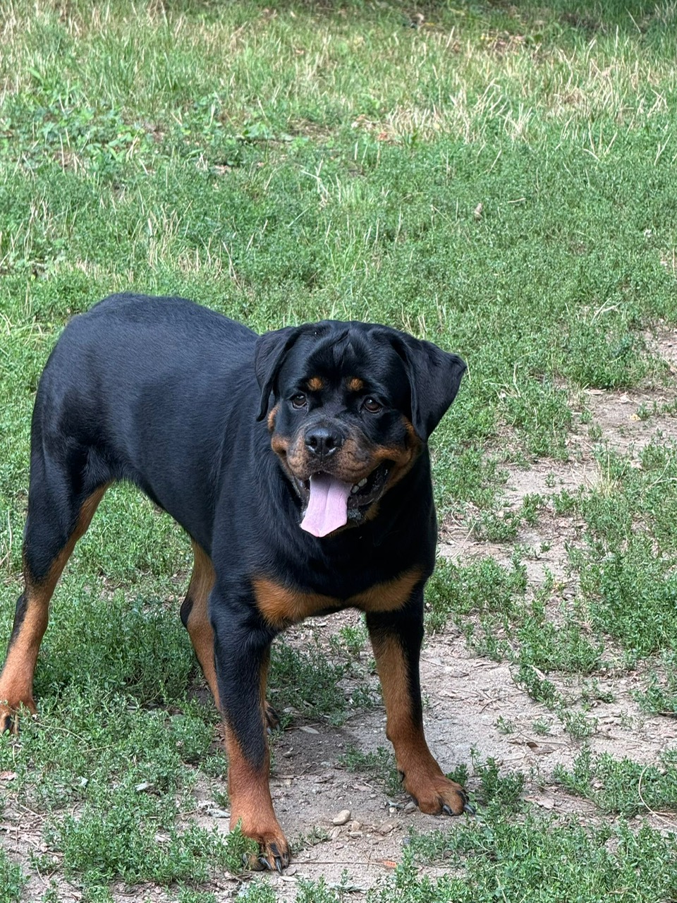 Rottweiler