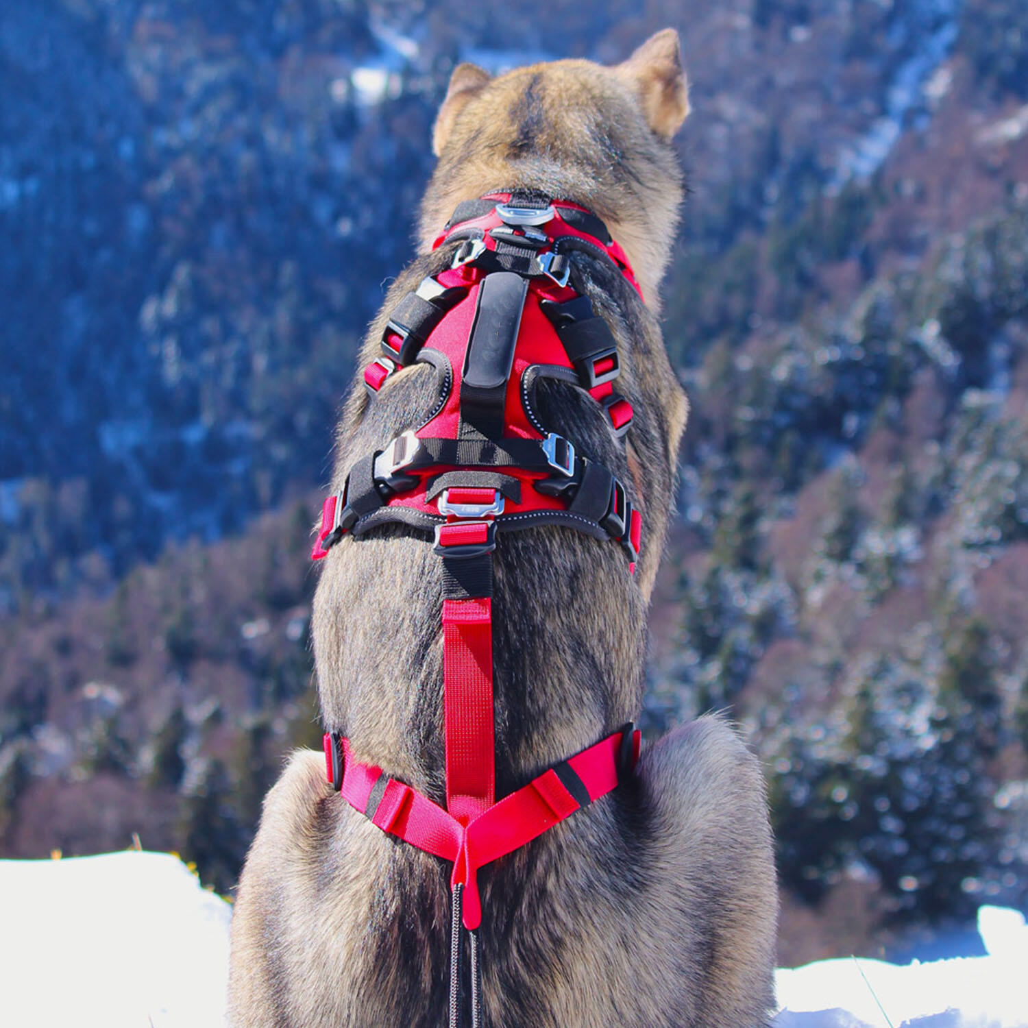 Vacanze in montagna con il cane: guida completa a sicurezza e attrezzatura
