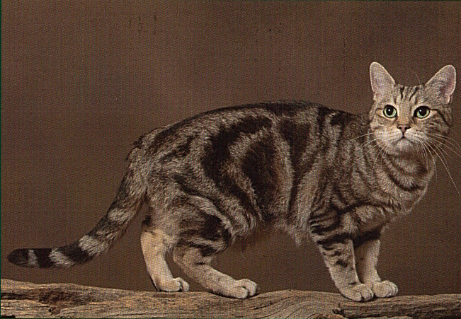 Gatto Europeo a Pelo Corto – Origini, Caratteristiche e Standard
