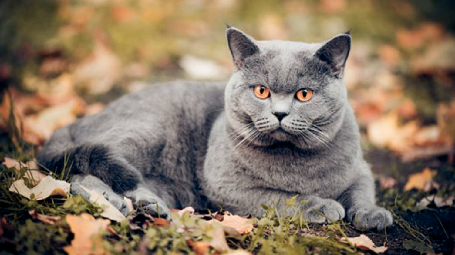 British Shorthair