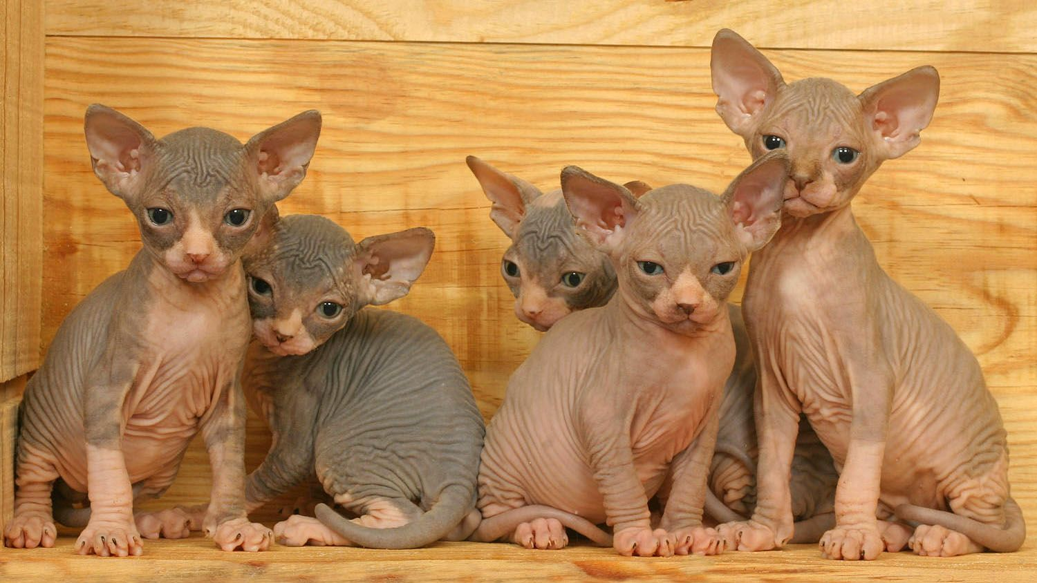 Sphynx