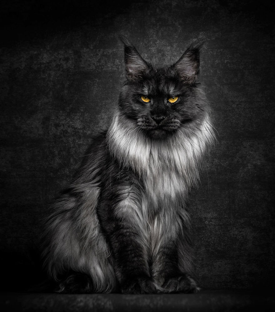 Maine Coon